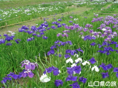 �i��Ҋ���