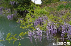 八ヶ尻池の藤