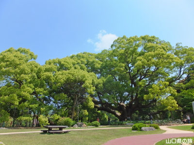 川棚のクスの森