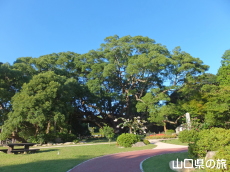 川棚のクスの森