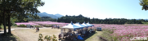 リフレッシュパーク豊浦のコスモス2014