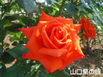 ���t���b�V���p�[�N�L�Y�̃o����