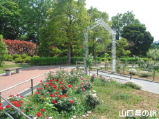 リフレッシュパーク豊浦のバラ園