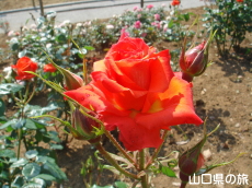 ���t���b�V���p�[�N�L�Y�̃o����
