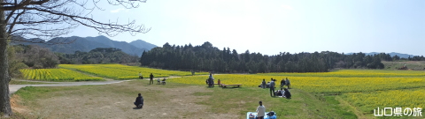リフレッシュパーク豊浦の菜の花