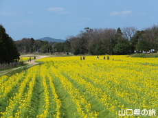 リフレッシュパーク豊浦の菜の花