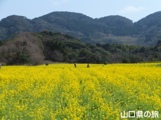 リフレッシュパーク豊浦の菜の花