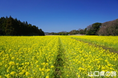 菜の花