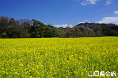 菜の花