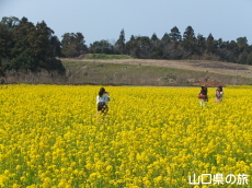 リフレッシュパーク豊浦の菜の花