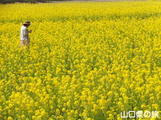 リフレッシュパーク豊浦の菜の花