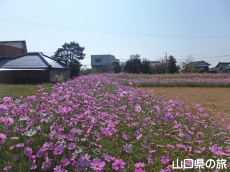 東岐波のコスモス畑