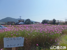 東岐波のコスモス畑