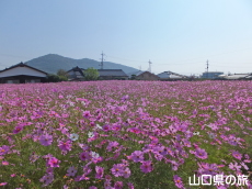 東岐波のコスモス畑