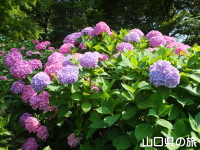 ときわ公園の紫陽花
