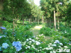 ときわ公園のあじさい苑