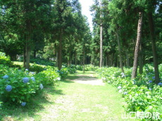 ときわ公園のあじさい苑