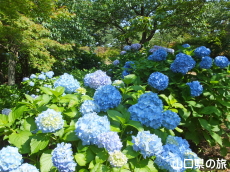 ときわ公園のあじさい苑