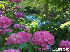 ときわ公園のあじさい苑