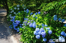ときわ公園の紫陽花
