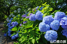 ときわ公園の紫陽花