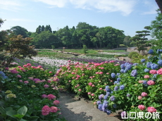 ときわ公園のあじさい苑