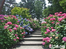 ときわ公園のあじさい苑