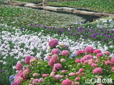 ときわ公園のアジサイと花菖蒲