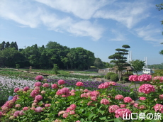 ときわ公園の紫陽花と花菖蒲