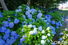 ときわ公園のアジサイ