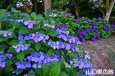 ときわ公園のアジサイ
