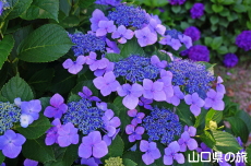 ときわ公園のアジサイ