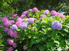 ときわ公園の紫陽花
