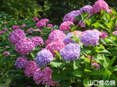 ときわ公園のあじさい苑