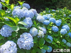 ときわ公園のあじさい苑