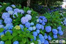 ときわ公園の紫陽花