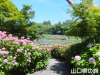 ときわ公園の紫陽花と花菖蒲