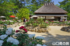 ときわ公園のぼたん苑
