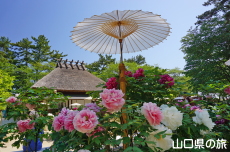 ときわ公園のぼたん苑