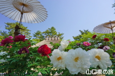 ときわ公園のぼたん苑