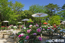 ときわ公園のぼたん苑