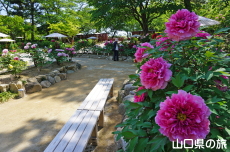 ときわ公園のぼたん苑