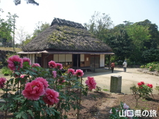 ときわ公園のぼたん苑