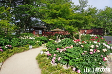 ときわ公園の芍薬