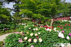 ときわ公園の芍薬