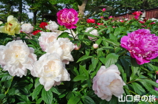 �Ƃ��������䉖�