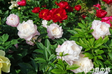 ときわ公園の芍薬