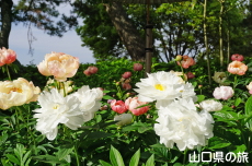 ときわ公園の芍薬