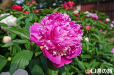 ときわ公園の芍薬