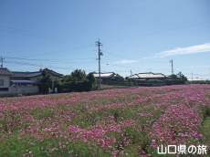 ����g��򐼒n��̃R�X���X